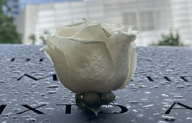 WHITE ROSE